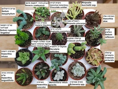 מגוון סוקולנטים לגידול בבית ובמשרד ולתנאי פנים עם שמותיהם בעברית, ושם מדעי